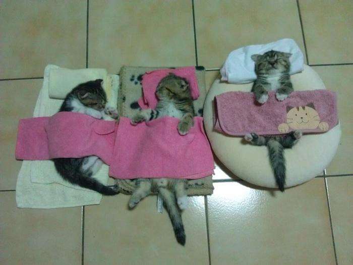 Сплячі котики (20 фото)