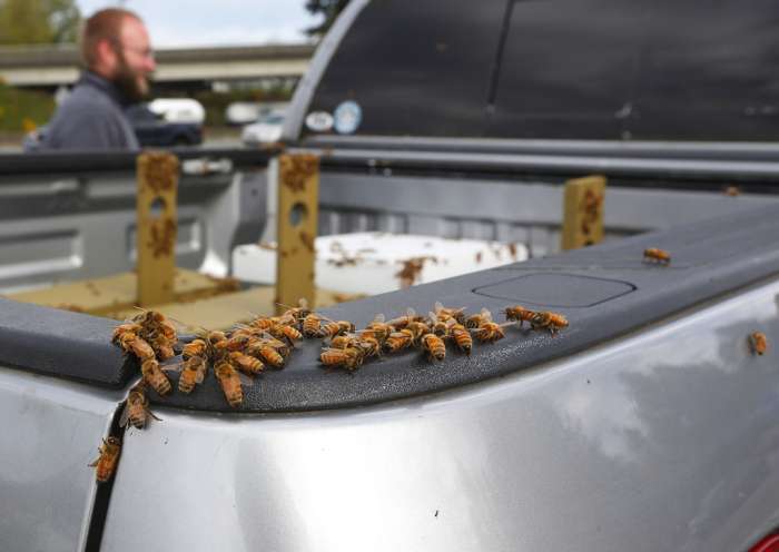 Перекинувся автомобіль, що перевозив 44 мільйони бджіл (11 фото)