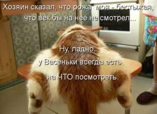 котоматриці (50 фото)