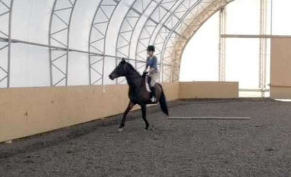 Невдалі панорамні знімки з тваринами (31 фото) Невдалі панорамні знімки з тваринами (31 фото)