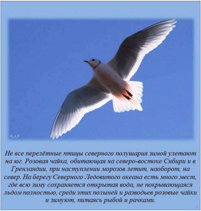 Пізнавальні факти на будь-який смак (20 фото)
