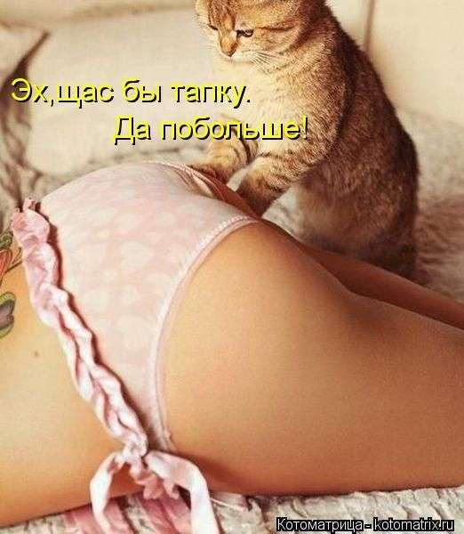 котоматриці (50 фото)