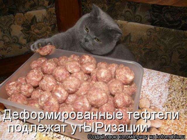 котоматриці (50 фото)