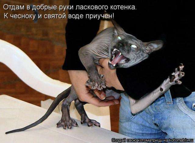 котоматриці (50 фото)