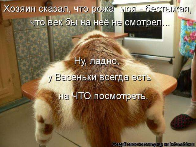 котоматриці (50 фото)