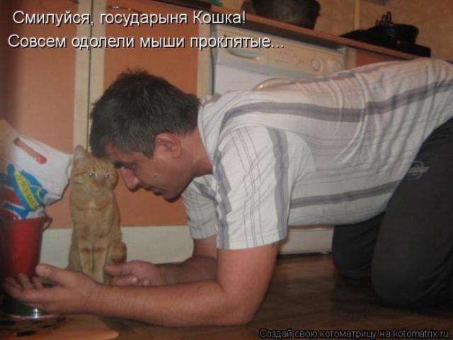 котоматриці (50 фото)