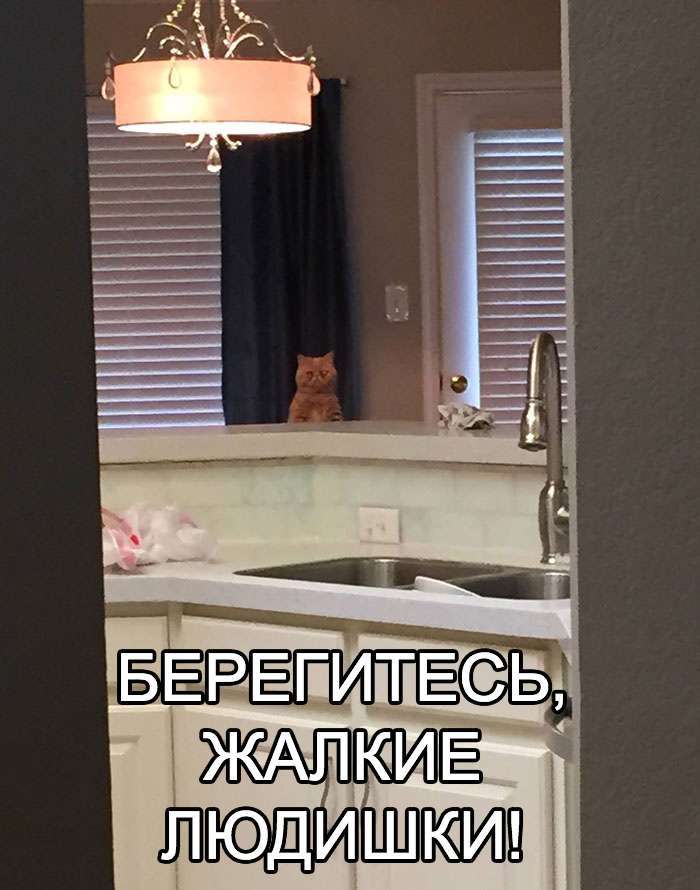 Прямоходяча кіт (9 фото)