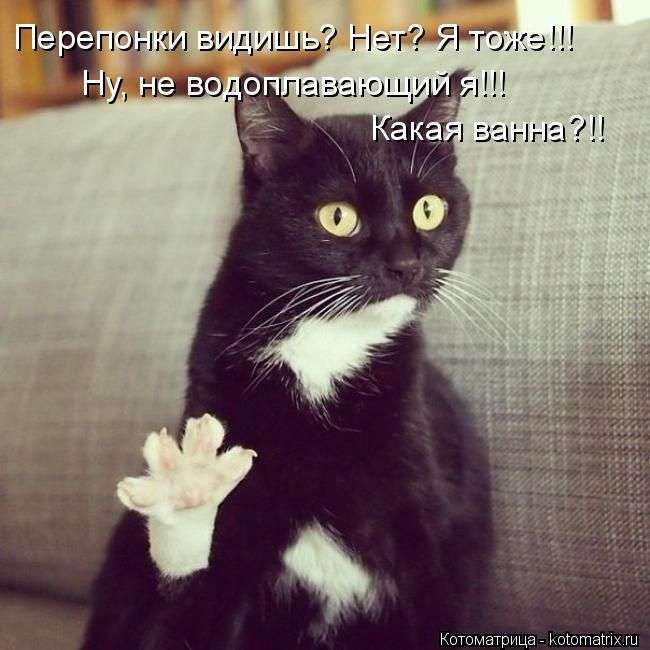Кращі котоматриці тижні (50 фото)