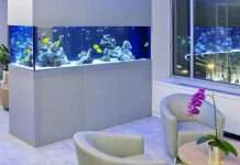 Акваріум за правилами фен-шуй для грошової удачі. Секрети облаштування для залучення багатства.