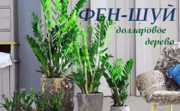 Доларове дерево — талісман по фен-шуй допоможе розбагатіти і стати щасливішими