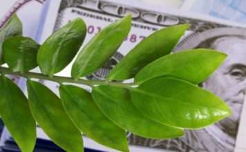 Отримавши в дар доларове дерево, потрібно дізнатися, як доглядати за ним