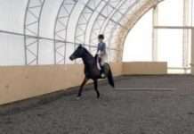 Невдалі панорамні знімки з тваринами (31 фото)