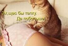 котоматриці (50 фото)