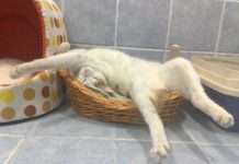 Сплячі котики (20 фото)