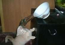 Прикольні фото (50 фото)