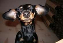 Пост of Собакен! (52 фото)