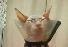 Злий кіт (2 фото)