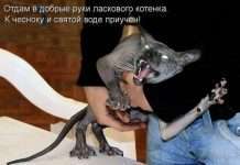 котоматриці (50 фото)