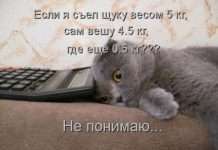 котоматриці (50 фото)