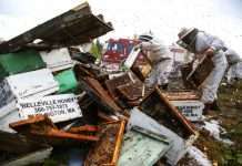 Перекинувся автомобіль, що перевозив 44 мільйони бджіл (11 фото)