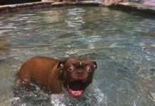 собаки в шоці (25 фото)