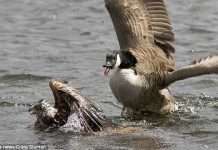 Що щось пішло не так (2 фото)
