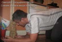 котоматриці (50 фото)