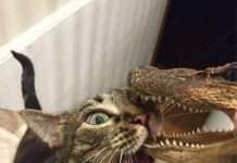 Фото-приколи з кішками (27 фото)