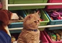 Прямоходяча кіт (9 фото)