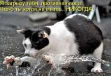 Прикольні фото (50 фото)