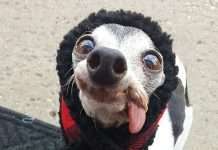 Забавна собака (17 фото)