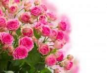 підбірка шпалер на робочий стіл (15 фото)