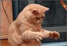 Самі веселі та прикольні на ранок