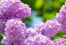 Статуси про весну Вконтакте