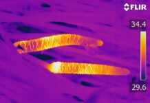 Древние Растения Использовали Тепло, а Не Цветы, для Привлечения Насекомых