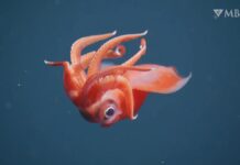 Descubrimientos en aguas profundas: aspectos destacados de la vida silvestre de 2024 de MBARI