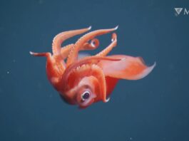 Глибоководні відкриття: найкращі знахідки MBARI у 2024 році