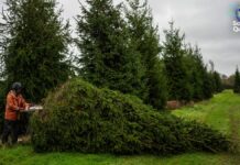 Ялинки в мінливому кліматі: як пристосовуються виробники