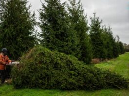 Ялинки в мінливому кліматі: як пристосовуються виробники