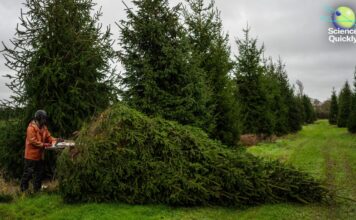 Ялинки в мінливому кліматі: як пристосовуються виробники