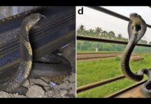 Королівські кобри подорожують потягами в Індії