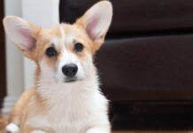 Людські голоси порушують рівновагу собак, результати дослідження