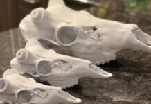 3D-друк черепів спрощує кріплення тварин, позбавляючи від кропіткої праці та моторошних процедур