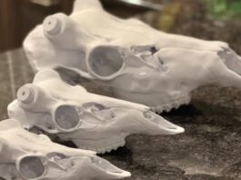 3D-друк черепів спрощує кріплення тварин, позбавляючи від кропіткої праці та моторошних процедур