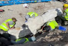 Кістки динозавра знайшли під автостоянкою в Колорадо