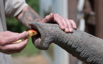 Вуса Слона: Прорив у Розумінні Функцій Хобота