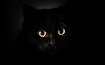 Наука про світлі очі кішок і те, як це надихає сучасні технології