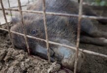 Фукусіма та Гібридні Кабани: Прискорена Еволюція Після Ядерної Катастрофи