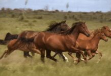 Наука про коней: За межею Місячного Нового Року