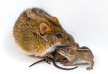 Ген, Пов’язаний з Батьківською турботою у Мишей, Розкриває Біологічну Основу “Гарних Батьків”